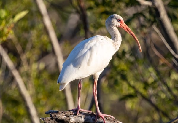 A completely white bird stands on a branch. It's got a very long, curved, orange beak.